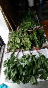 Fresh-Greens