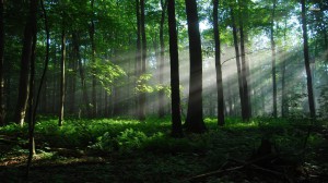 woods