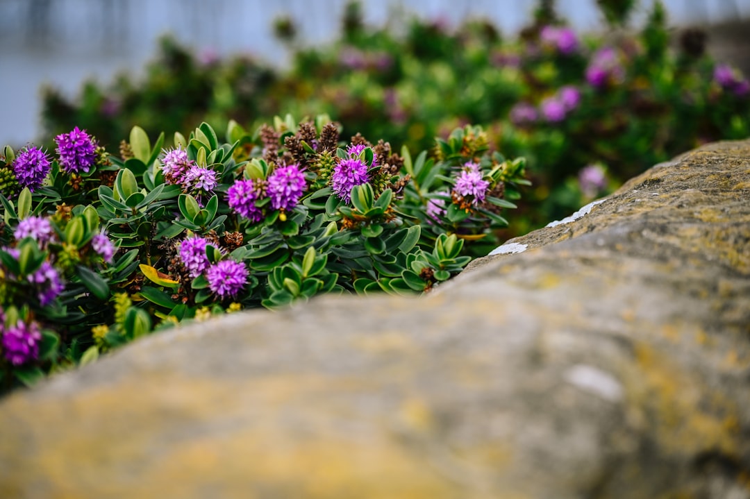 Blueberry Bars. Photo by Nik on Unsplash