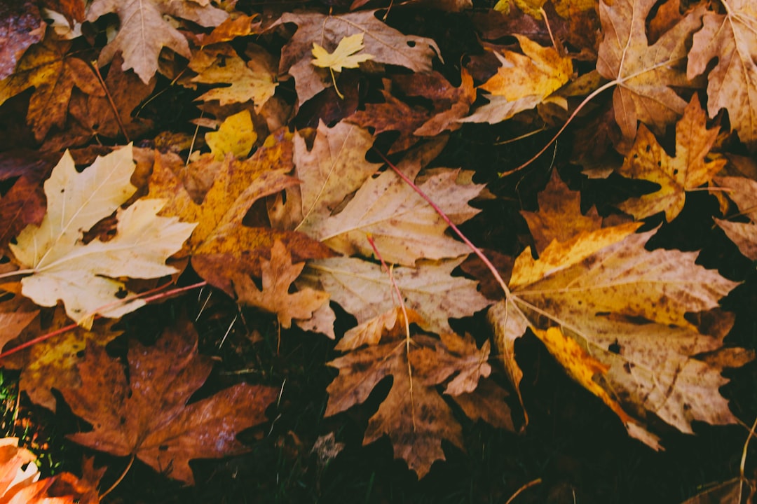 Comfort & Gravy. Photo from Unsplash