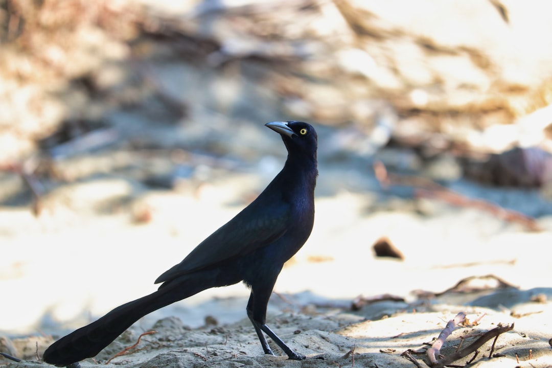 Grackles in Dallas. Photo from Unsplash