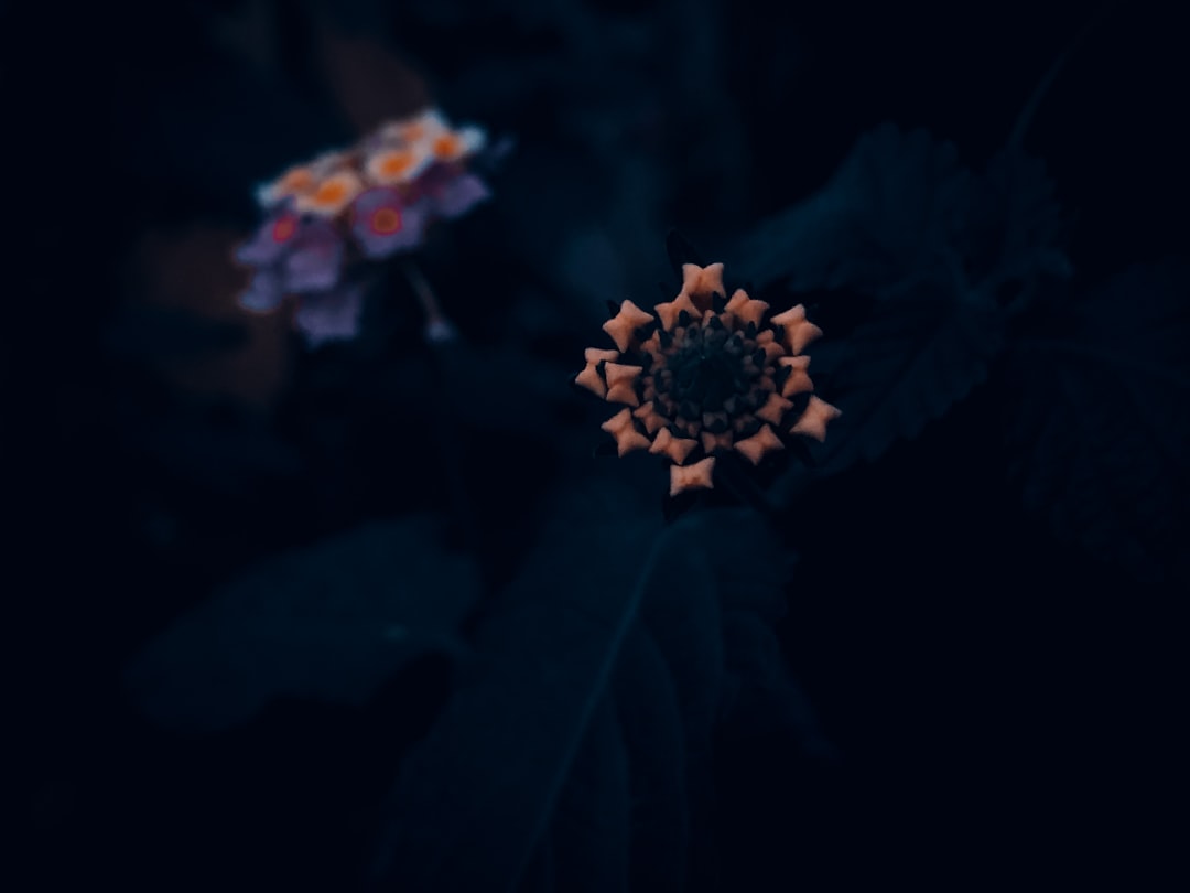Meditation. Photo by Gashbin Ali on Unsplash