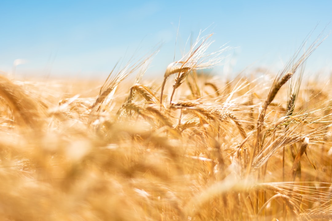 My Daily Bread. Photo by Pierre Herman on Unsplash