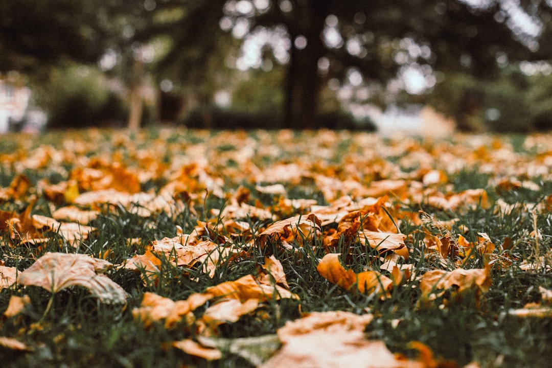 Pumpkin & Mushroom Lasagna. Photo by P.A.U.L.A on Unsplash