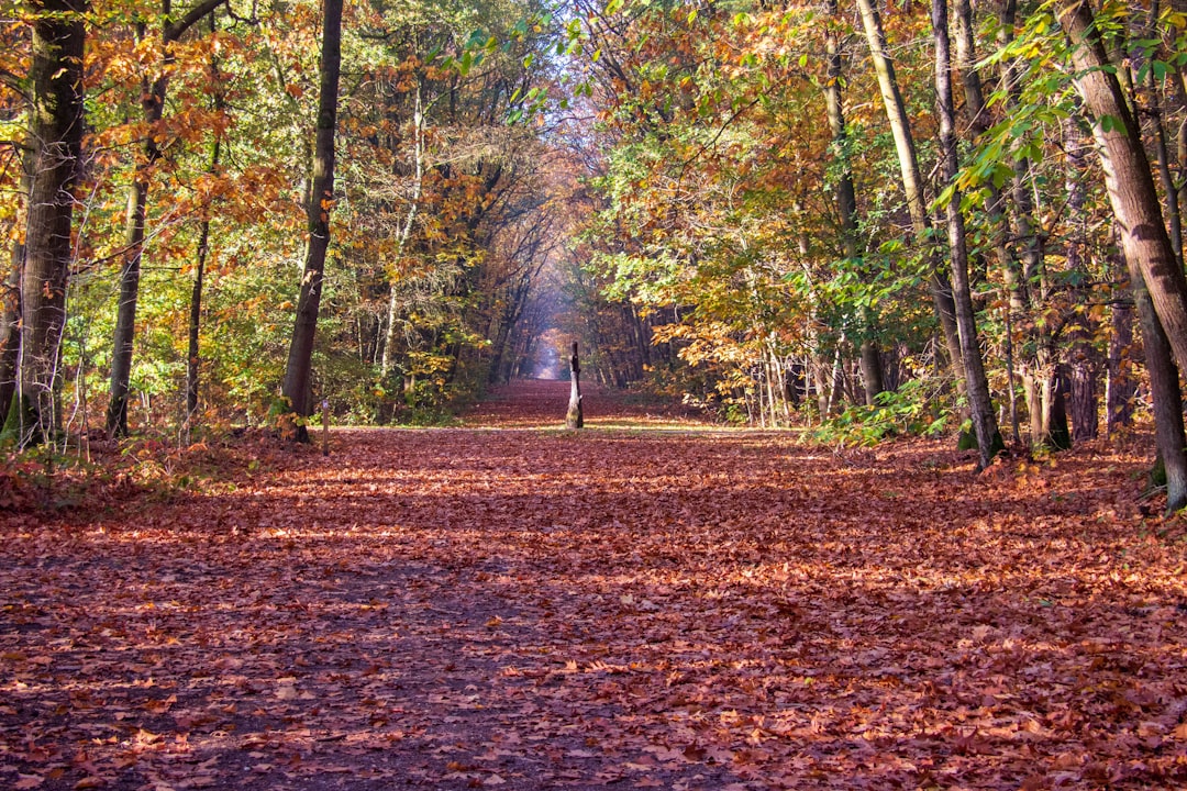 The road behind… and the one ahead. Photo from Unsplash