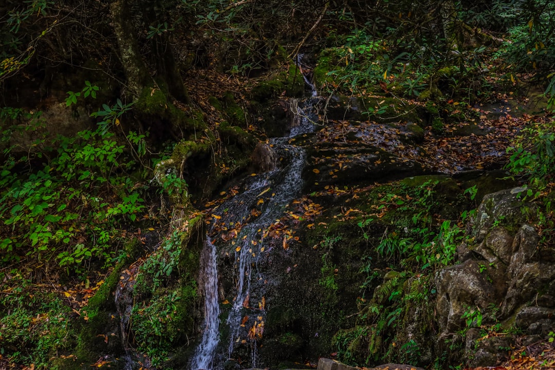 Wildcat Hollow (short loop) & Burr Oak Lakeside Trail Shakedown Hike. Photo from Unsplash